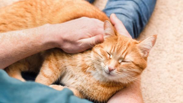 La psicología dice que las personas no viven con gatos solo por cariño, sino por no rodearse de gente y sentirse acompañadas - Por qué los gatos encajan con quienes valoran más su independencia