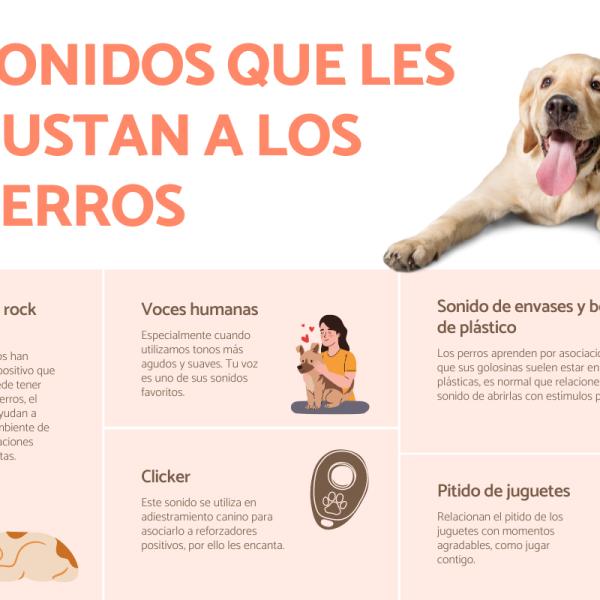 los perros conocen el sonido de tu coche