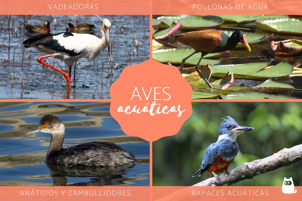Aves acuáticas - Tipos, características, nombres y ejemplos