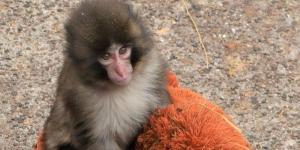 El zoo le quita su peluche a Punch por higiene y su reacción hace que las redes se vuelquen con él