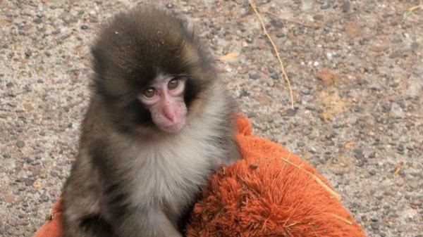 El zoo le quita su peluche a Punch por higiene y su reacción hace que las redes se vuelquen con él