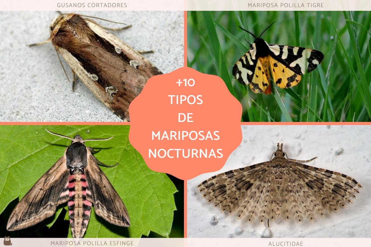 Mariposas nocturnas - Tipos y características