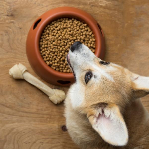 la comida de la mesa es mala para tu perro