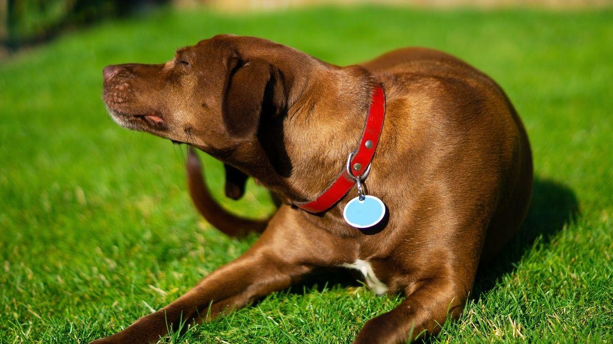 Alergia al polen en perros: cómo identificar los síntomas, cuidar su piel y aliviar el picor durante la primavera