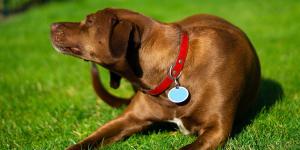 Alergia al polen en perros: cómo identificar los síntomas, cuidar su piel y aliviar el picor durante la primavera