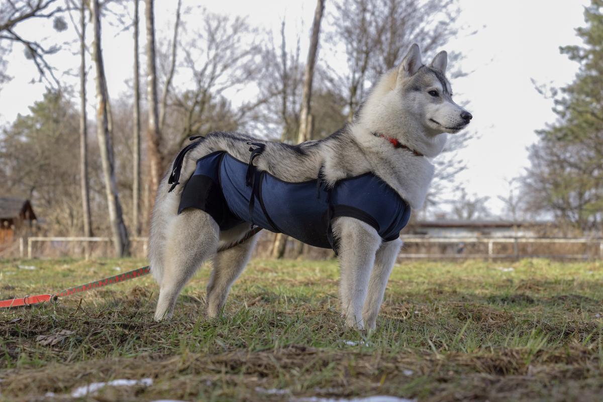 ¿Esterilizar a una perra le cambia el carácter?