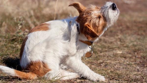Alergia al polen en perros: cómo identificar los síntomas, cuidar su piel y aliviar el picor durante la primavera - Estos son los síntomas comunes de la alergia al polen en perros