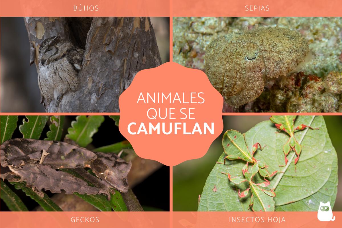Animales que se camuflan