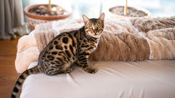 La UE pone fin a los abusos en mascotas: nuevas normas para la cría y comercialización de perros y gatos - Entrada en vigor las nuevas medidas y plazos de aplicación