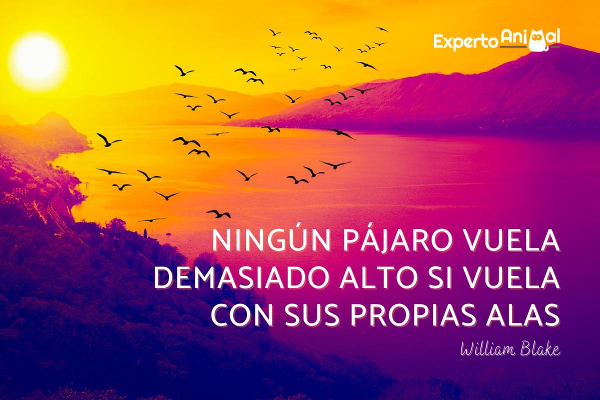 Frases de pájaros