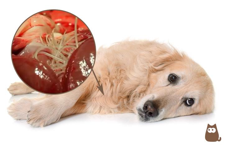 Gusano_del_corazon_en_perros_sintomas_tratamiento_y_prevencion_20156_orig