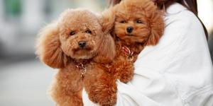 La UE pone fin a los abusos en mascotas: nuevas normas para la cría y comercialización de perros y gatos