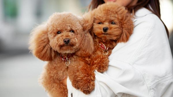 La UE pone fin a los abusos en mascotas: nuevas normas para la cría y comercialización de perros y gatos