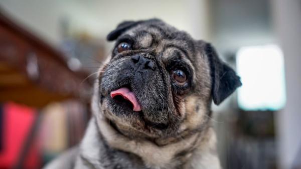 La UE pone fin a los abusos en mascotas: nuevas normas para la cría y comercialización de perros y gatos - Menos estética y más bienestar: prohibida la cría de animales con rasgos que perjudiquen su salud