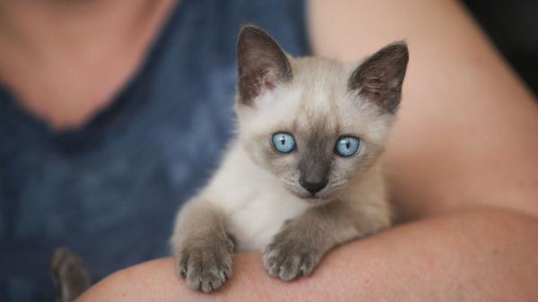 La UE pone fin a los abusos en mascotas: nuevas normas para la cría y comercialización de perros y gatos - Microchip obligatorio y registro en toda la UE