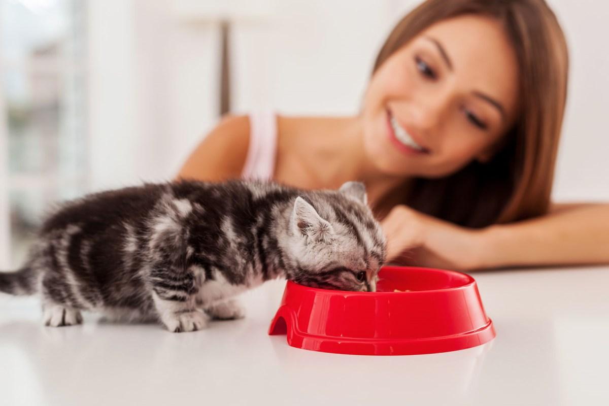 Recetas caseras para gatos bebés