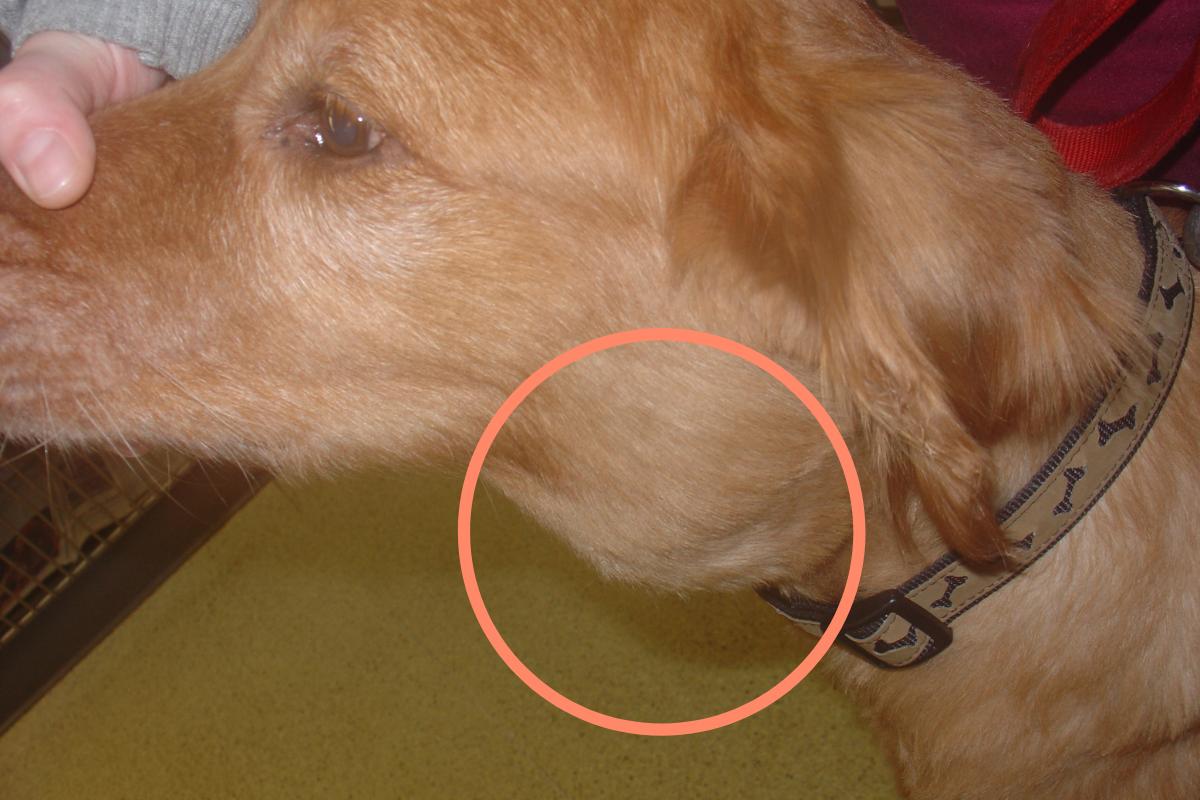 Tumores de piel en perros - Síntomas y causas