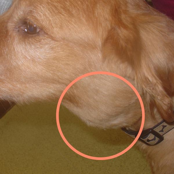 que pasa cuando a tu perro le da cancer