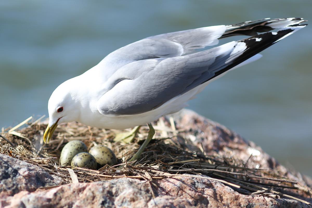 ¿Dónde anidan las gaviotas?