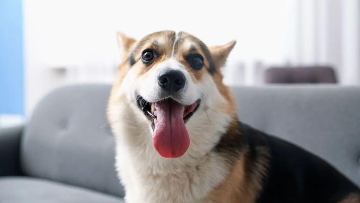 Es oficial: la Ley de Bienestar Animal ya no permite regalar una mascota sin firmar un documento en España
