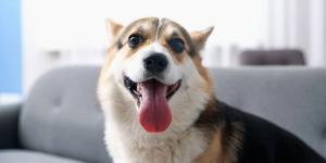 Es oficial: la Ley de Bienestar Animal ya no permite regalar una mascota sin firmar un documento en España