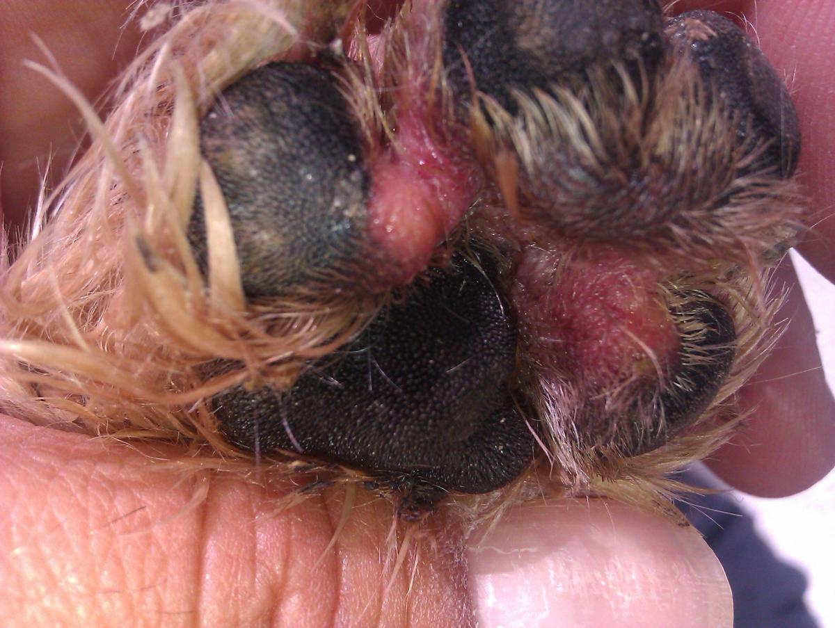 Hongos en las almohadillas de los perros - Causas