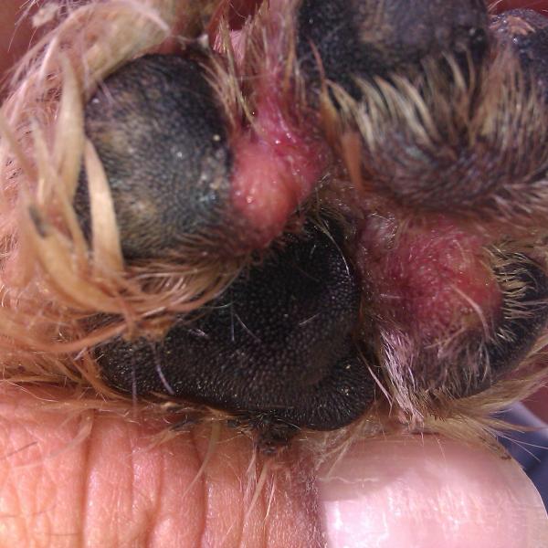 cómo se trata una candidiasis en la piel de un perro