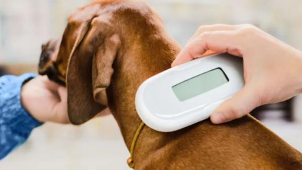 Es oficial: la Ley de Bienestar Animal ya no permite regalar una mascota sin firmar un documento en España - Microchip, registro y contrato: los requisitos obligatorios para regalar una mascota en España