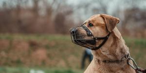 La Ley de Bienestar Animal lo confirma: cuándo es obligatorio que un perro lleve bozal en España