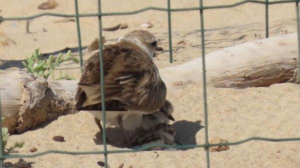 Nacen dos crías de chorlitejo, un ave amenazada en una playa de Alicante: su nido estaba escondido en la arena - Mediterráneo, Cádiz, Baleares y Canarias: los refugios del chorlitejo patinegro en España