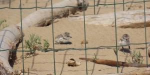 Nacen dos crías de chorlitejo, un ave amenazada en una playa de Alicante: su nido estaba escondido en la arena