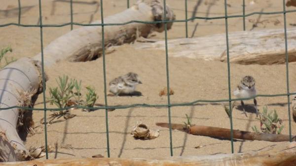 Nacen dos crías de chorlitejo, un ave amenazada en una playa de Alicante: su nido estaba escondido en la arena