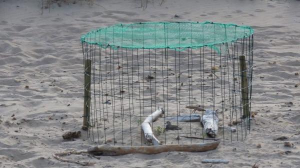 Nacen dos crías de chorlitejo, un ave amenazada en una playa de Alicante: su nido estaba escondido en la arena - Perros sueltos, limpieza mecánica y turismo: las amenazas que ponen en riesgo al chorlitejo patinegro