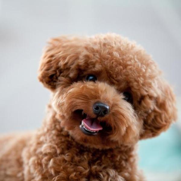 Perros peluche grandes cheap
