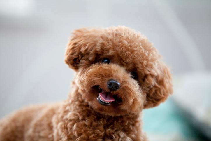 20 perros que parecen osos Descubre los perros que parecen peluches