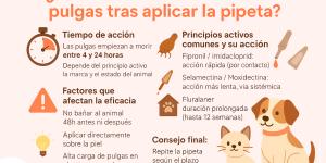 ¿Cuánto tardan en morir las pulgas después de la pipeta?