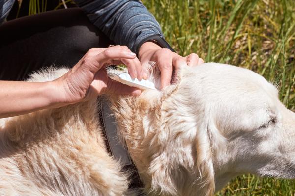 ¿Cuánto tardan en morir las pulgas después de la pipeta? - ¿Dónde se pone la pipeta para que sea efectiva?