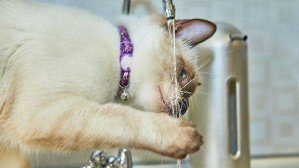 La etología dice que los gatos que meten la pata en el agua antes de beber no lo hacen para jugar, sino por instinto - El movimiento del agua les aporta seguridad al considerarla “menos contaminada”