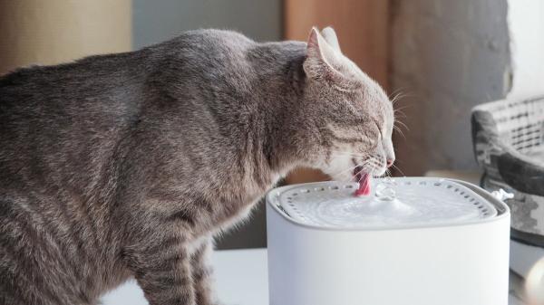 La etología dice que los gatos que meten la pata en el agua antes de beber no lo hacen para jugar, sino por instinto - El problema podría no ser el agua, sino el bebedero