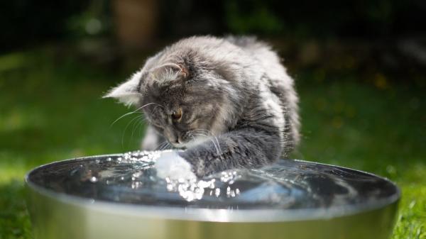 La etología dice que los gatos que meten la pata en el agua antes de beber no lo hacen para jugar, sino por instinto - Introducir la pata les permite comprobar la temperatura, la profundidad y el estado del agua