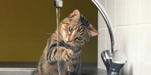 La etología dice que los gatos que meten la pata en el agua antes de beber no lo hacen para jugar, sino por instinto
