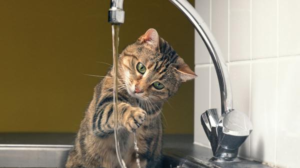 La etología dice que los gatos que meten la pata en el agua antes de beber no lo hacen para jugar, sino por instinto