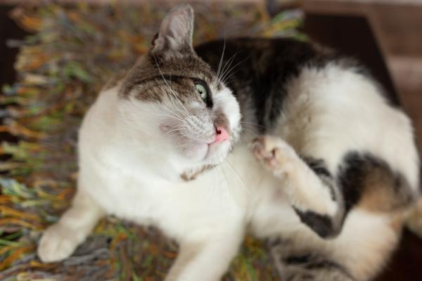 ¿Cuánto tardan en morir las pulgas después de la pipeta? - ¿Qué pasa si después de la pipeta mi perro o gato sigue rascándose?