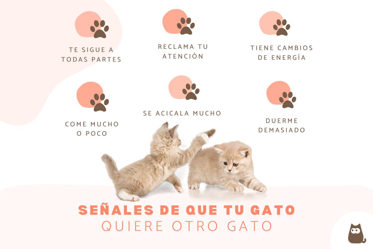 ¿Cómo saber si mi gato quiere otro gato?