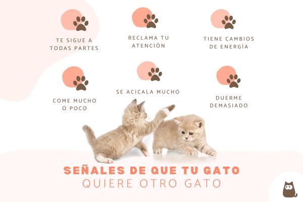 ¿Cómo saber si mi gato quiere otro gato?