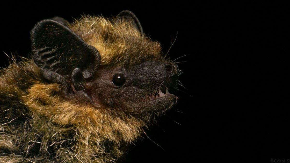 Descubrimiento inédito en el Pirineo catalán: hallan por primera vez en España un murciélago norteño, propio de las regiones más frías de Europa