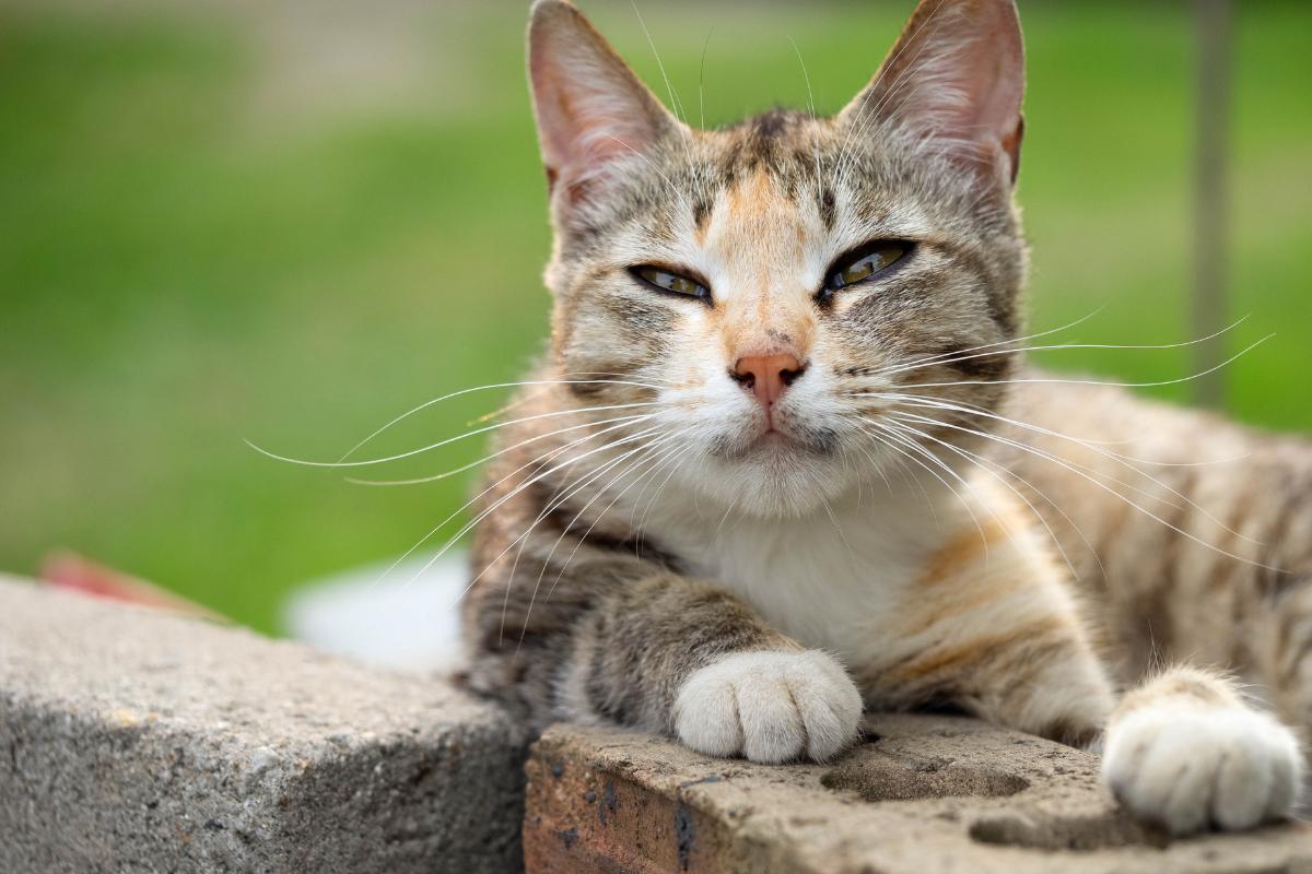 ¿Qué es un gato feral?