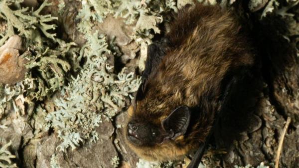 Descubrimiento inédito en el Pirineo catalán: hallan por primera vez en España un murciélago norteño, propio de las regiones más frías de Europa - Una especie propia de latitudes extremas que ahora sorprende en el Pirineo catalán