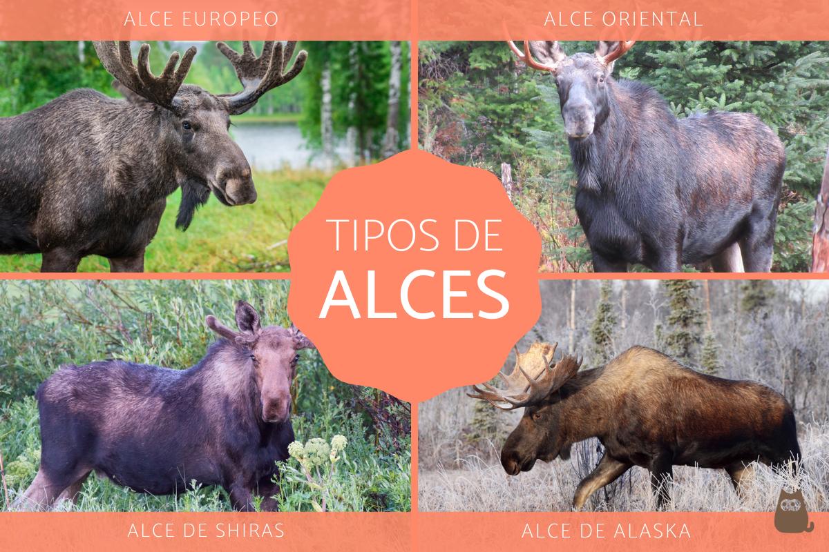 Alces - Tipos, características, qué comen y dónde viven