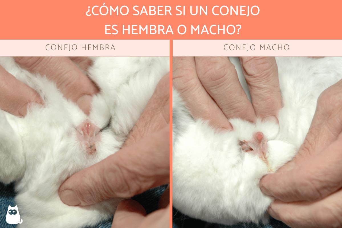 ¿Cómo saber si mi conejo es macho o hembra?